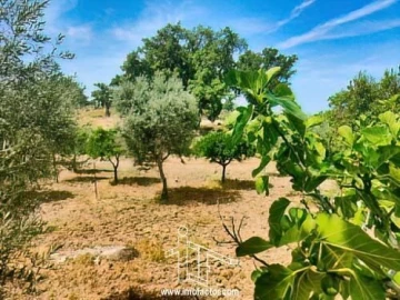 Quinta T0 para Venda em Idanha-A-Nova e Alcafozes