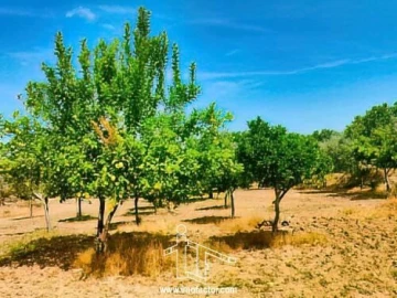 Quinta T0 para Venda em Idanha-A-Nova e Alcafozes