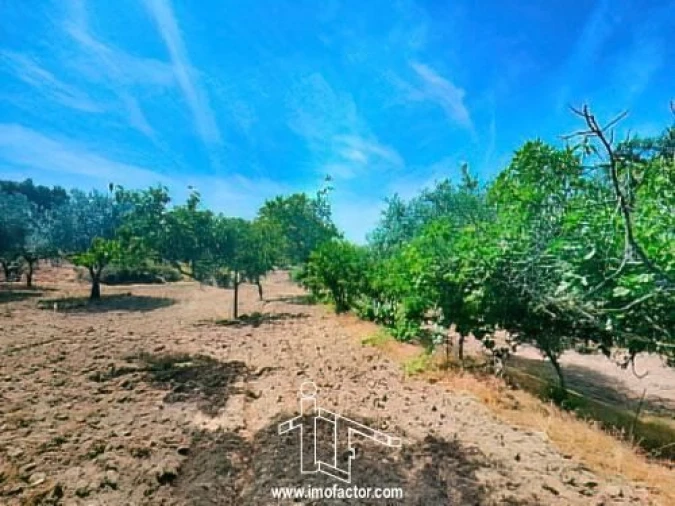 Quinta T0 para Venda em Idanha-A-Nova e Alcafozes Foto 12
