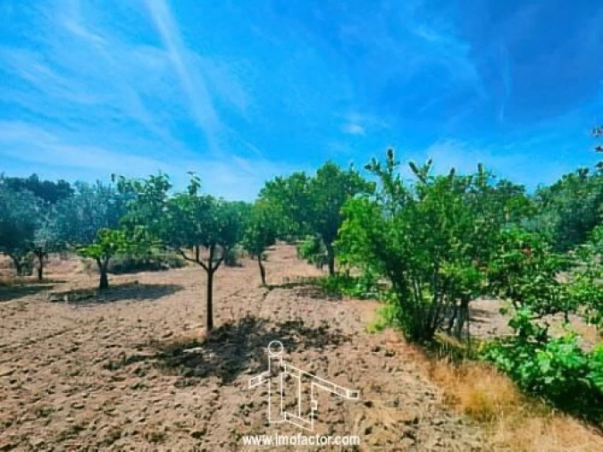 Quinta T0 para Venda em Idanha-A-Nova e Alcafozes Foto 11