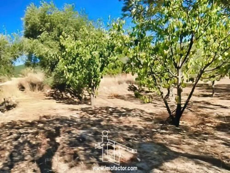 Quinta T0 para Venda em Vale de Prazeres e Mata da Rainha Foto 21