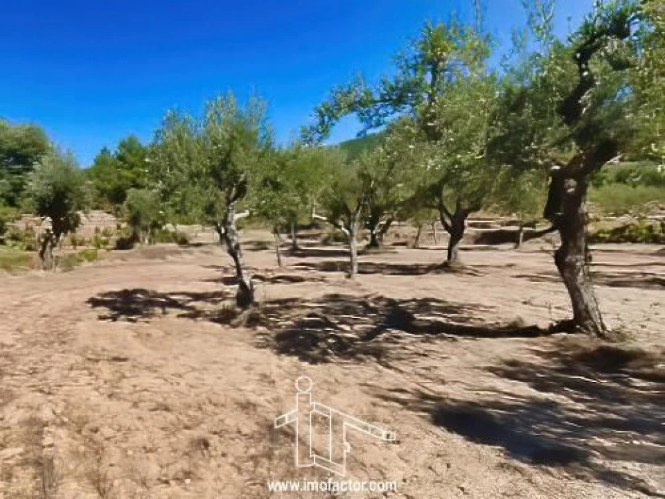 Quinta T0 para Venda em Vale de Prazeres e Mata da Rainha Foto 18