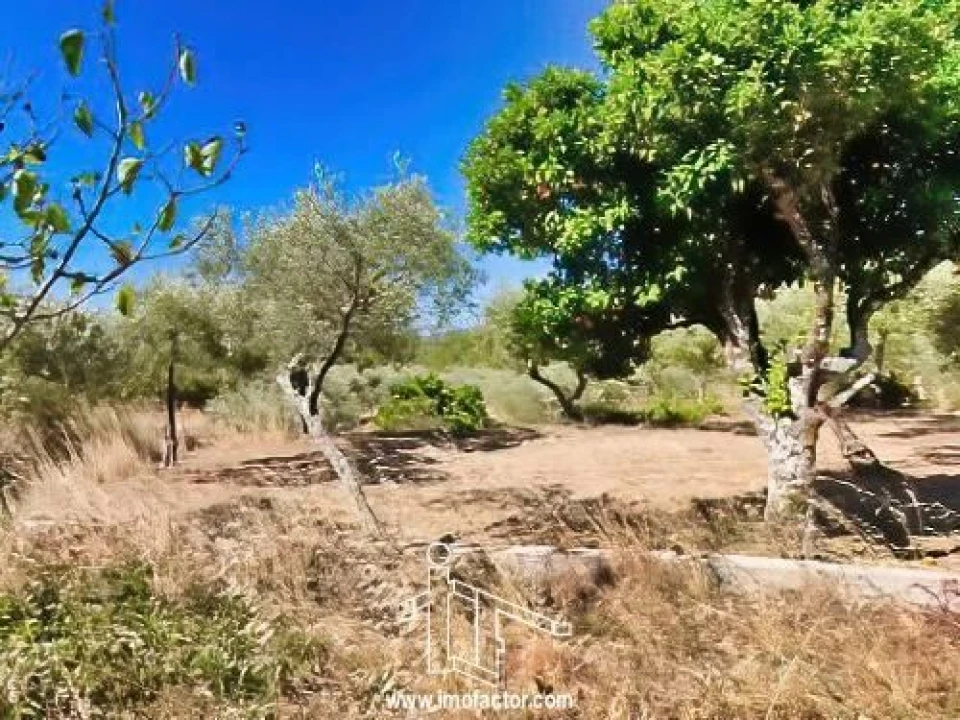 Quinta T0 para Venda em Vale de Prazeres e Mata da Rainha Foto 16