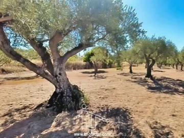 Quinta T0 para Venda em Vale de Prazeres e Mata da Rainha