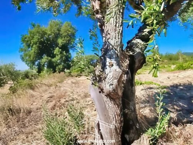 Quinta T0 para Venda em Vale de Prazeres e Mata da Rainha Foto 20