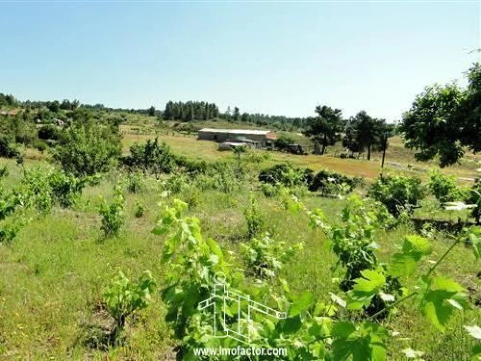 Quinta T0 para Venda em Freixial e Juncal do Campo Foto 16
