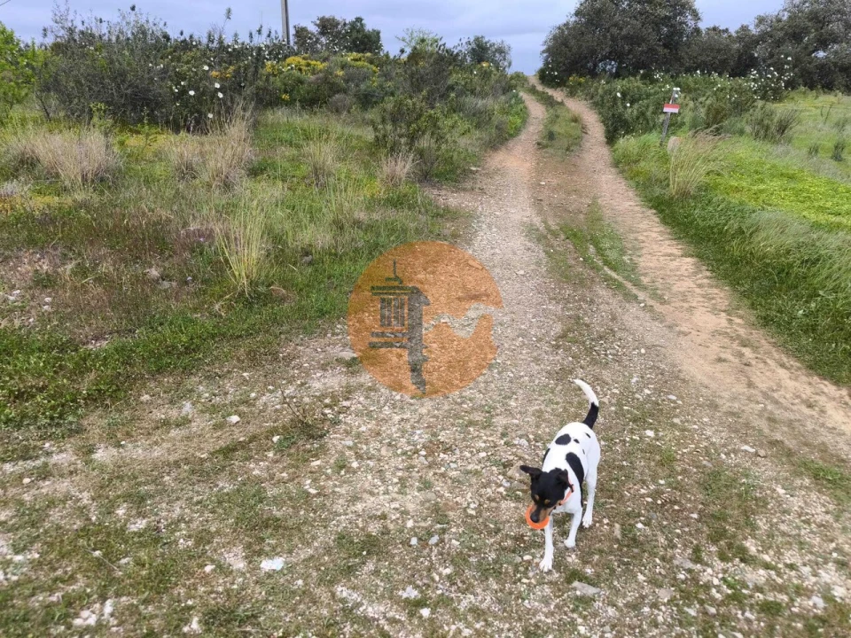 Terreno para Venda em Azinhal Foto 10