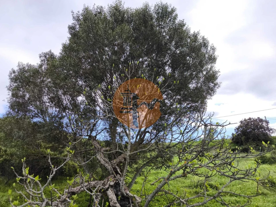 Terreno para Venda em Azinhal Foto 13