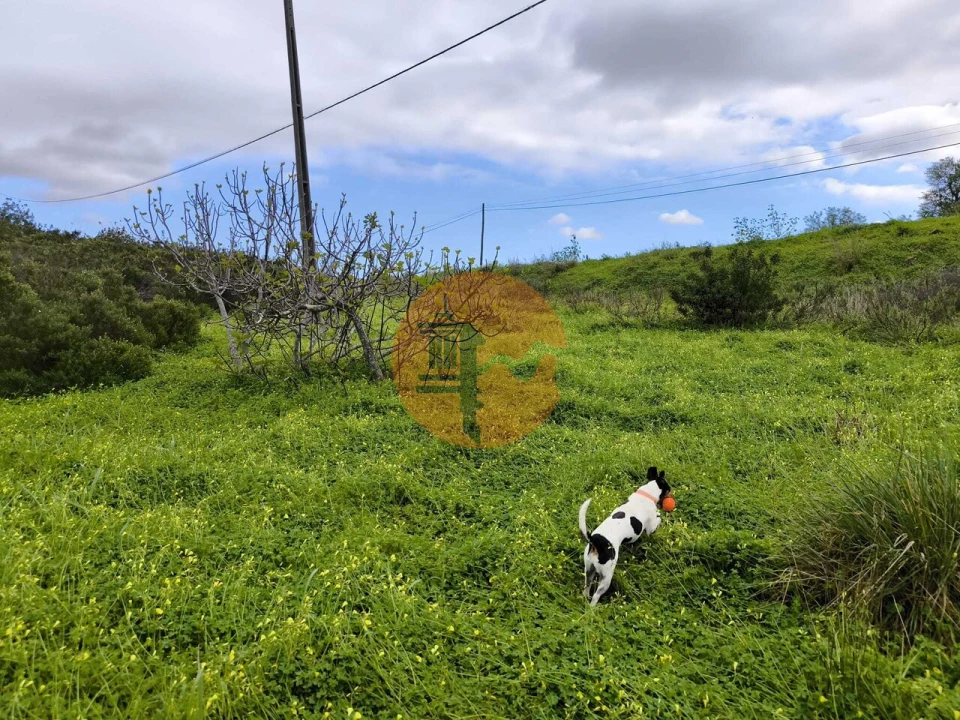 Terreno para Venda em Azinhal Foto 14