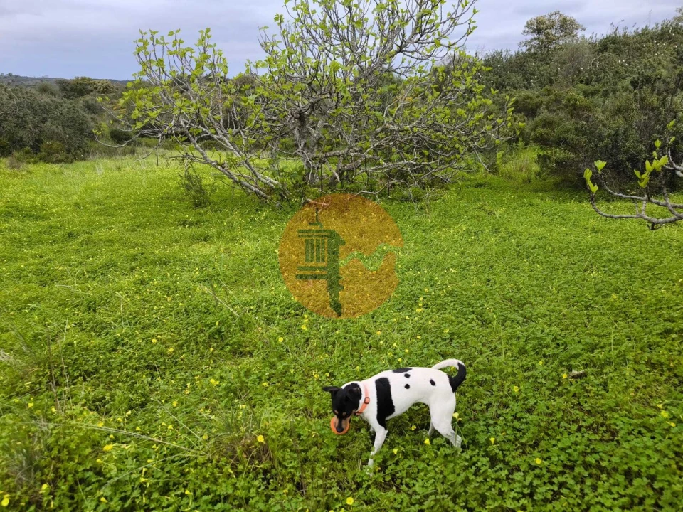 Terreno para Venda em Azinhal Foto 15