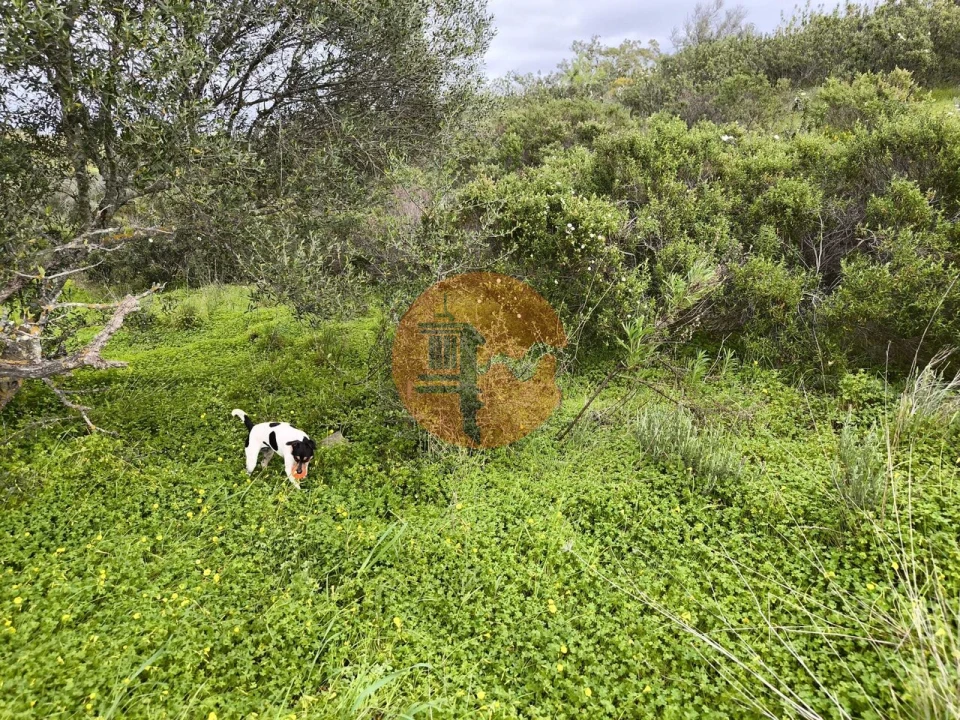 Terreno para Venda em Azinhal Foto 18
