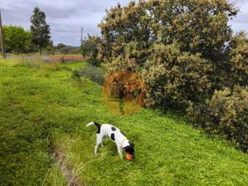 Terreno para Venda em Azinhal