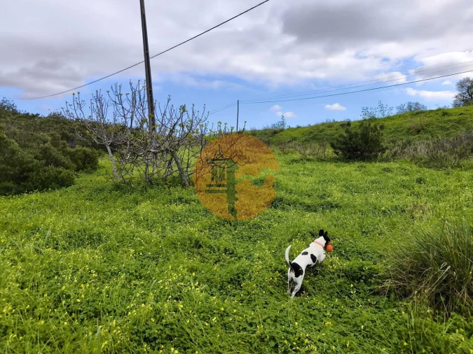 Terreno para Venda em Azinhal Foto 14