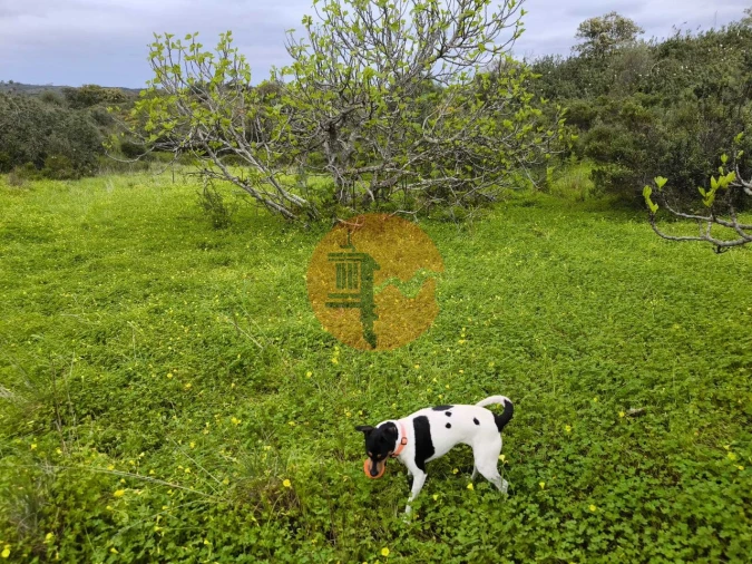 Terreno para Venda em Azinhal Foto 15