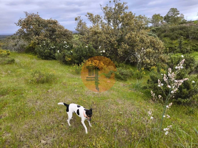 Terreno para Venda em Azinhal Foto 20