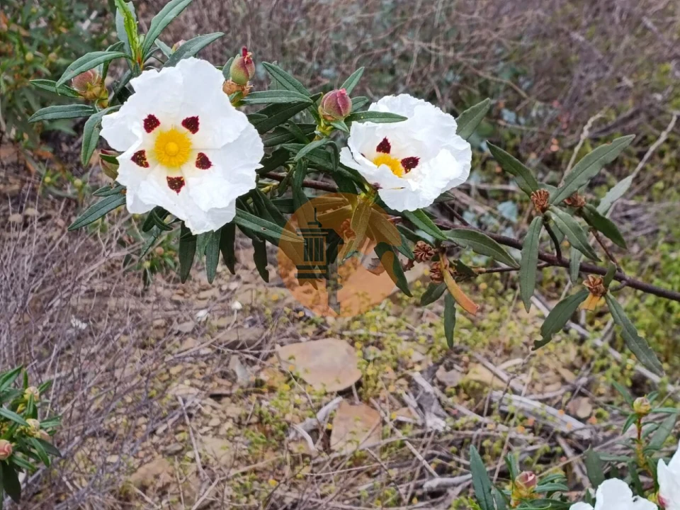 Terreno para Venda em Azinhal Foto 5