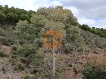 Terreno para Venda em Azinhal