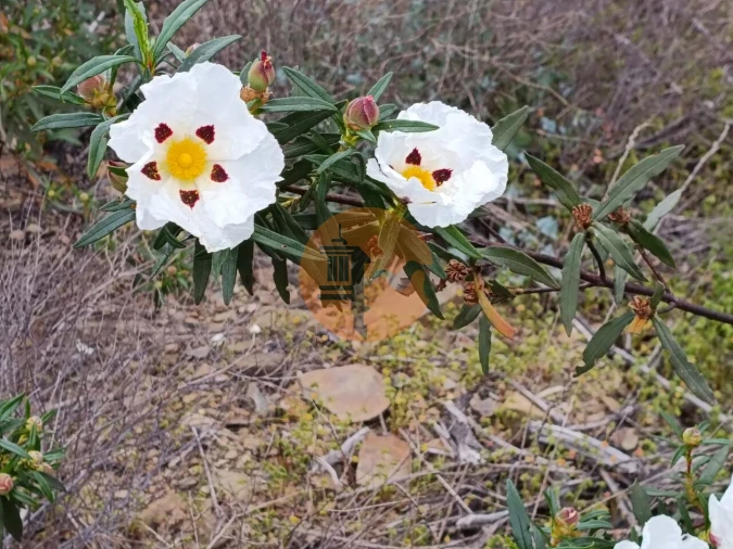 Terreno para Venda em Azinhal Foto 5