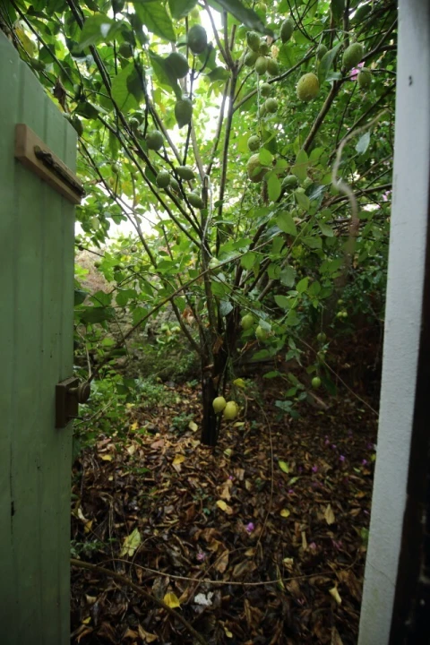 Armazém para Venda em Santa Maria, São Pedro e Sobral da Lagoa