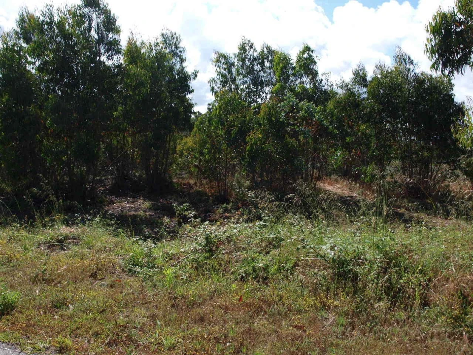 Terreno para Venda em Tornada e Salir do Porto Foto 3