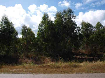 Terreno para Venda em Tornada e Salir do Porto