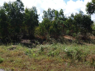 Terreno para Venda em Tornada e Salir do Porto