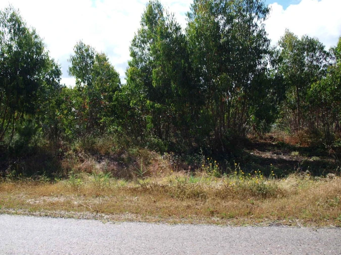 Terreno para Venda em Tornada e Salir do Porto Foto 2