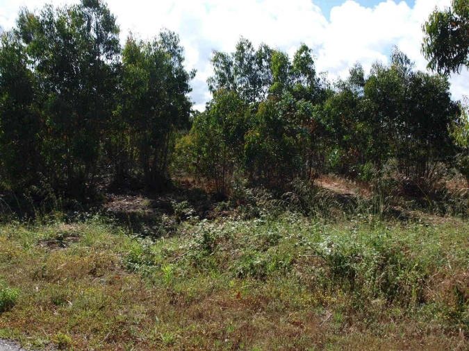 Terreno para Venda em Tornada e Salir do Porto Foto 3