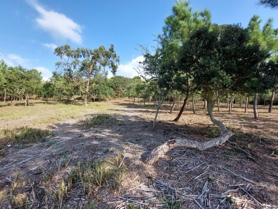 Terreno para Venda em Tornada e Salir do Porto Foto 9