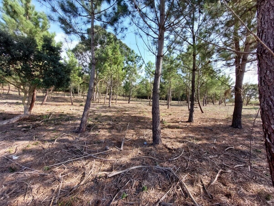 Terreno para Venda em Tornada e Salir do Porto Foto 10