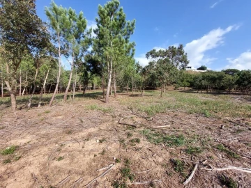 Terreno para Venda em Tornada e Salir do Porto