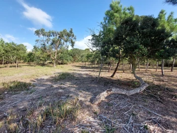 Terreno para Venda em Tornada e Salir do Porto