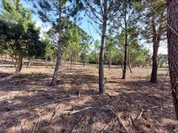 Terreno para Venda em Tornada e Salir do Porto