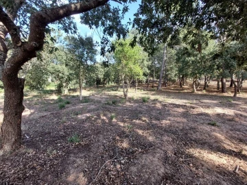 Terreno para Venda em Tornada e Salir do Porto