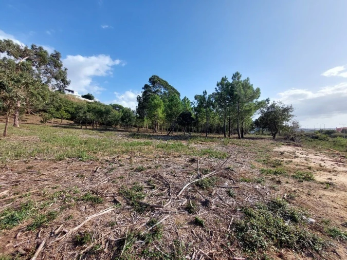 Terreno para Venda em Tornada e Salir do Porto Foto 5