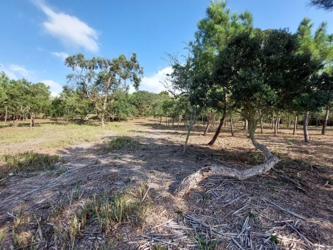 Terreno para Venda em Tornada e Salir do Porto Foto 9