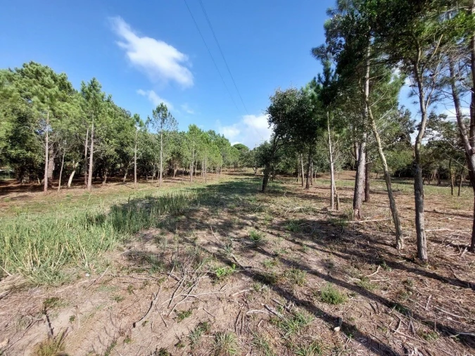 Terreno para Venda em Tornada e Salir do Porto Foto 11