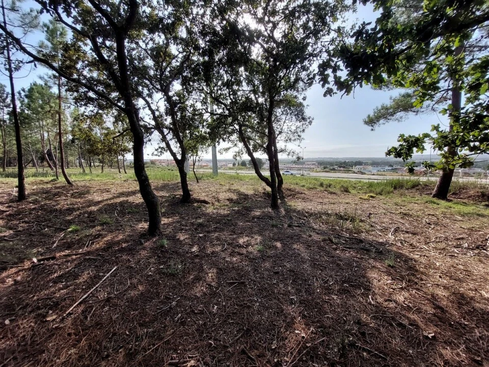 Terreno para Venda em Tornada e Salir do Porto Foto 4