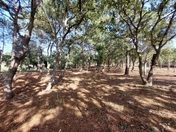 Terreno para Venda em Tornada e Salir do Porto