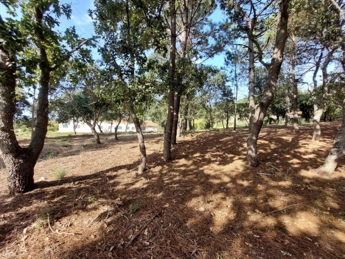 Terreno para Venda em Tornada e Salir do Porto Foto 2