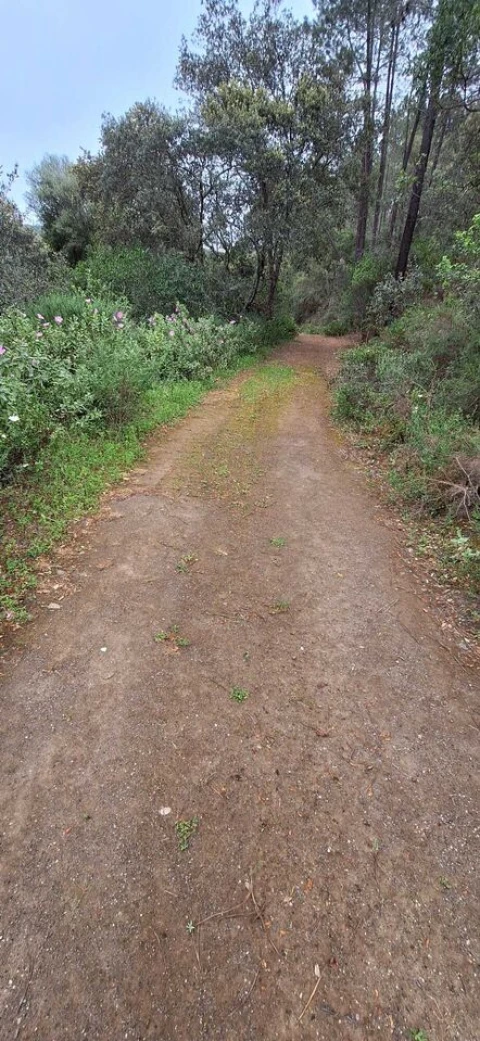 Terreno para Venda em Querença, Tôr e Benafim