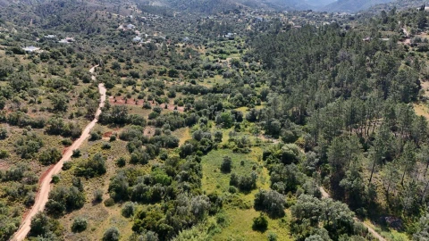 Terreno para Venda em Querença, Tôr e Benafim