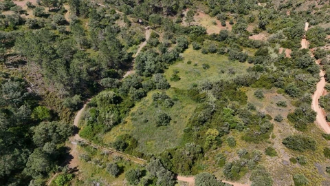 Terreno para Venda em Querença, Tôr e Benafim