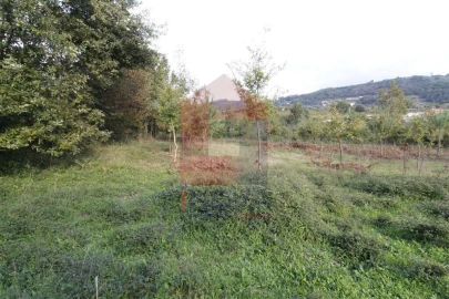 Terreno para Venda em Ribeira do Neiva