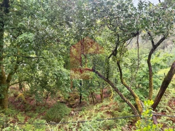 Terreno para Venda em Vilar da Veiga