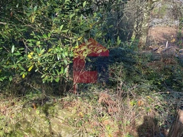 Terreno para Venda em Ribeira do Neiva