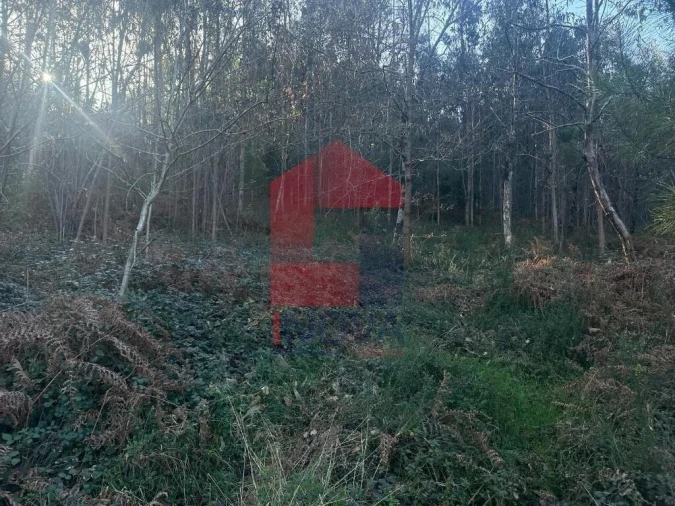 Terreno para Venda em Ribeira do Neiva Foto 15