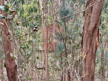 Terreno para Venda em Sande, Vilarinho, Barros e Gomide