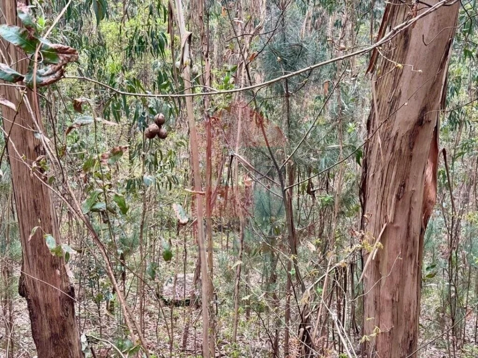 Terreno para Venda em Sande, Vilarinho, Barros e Gomide Foto 4