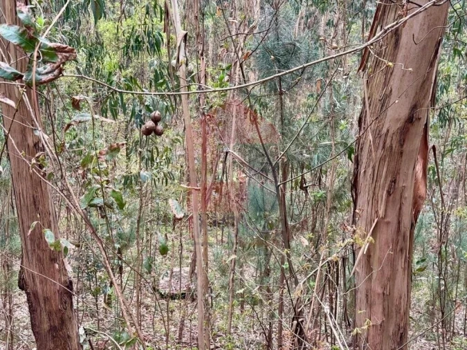 Terreno para Venda em Sande, Vilarinho, Barros e Gomide Foto 4